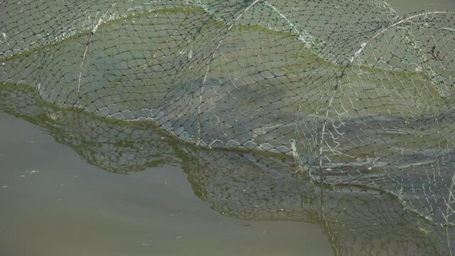 Close-up, Caught River Fish Karas Swims in fisherman's Net on Meli near shore