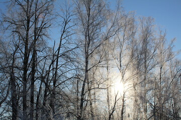 the bright sun shines through the snow-covered trees in winter in February