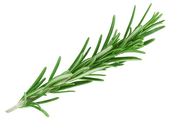 Rosemary twig isolated on white background   