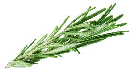 Rosemary twig isolated on white background   