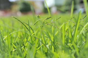 imagen de un jardin en plena tarde