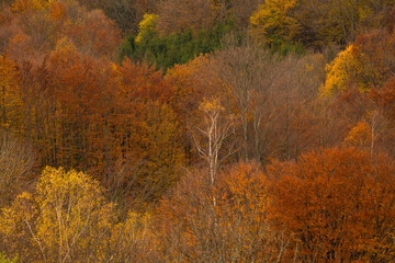 Beautiful autumnal landscape in the forest.