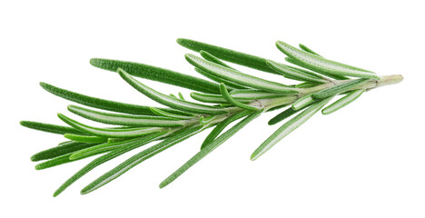 Rosemary twig isolated on white background   