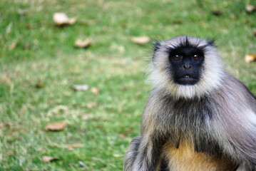 A wild monkey is sitting in a park in Jodhpur