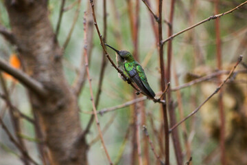 Colibrí bebé