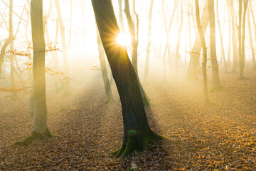Magical atmosphere at sunrise in Hoia Baciu forest