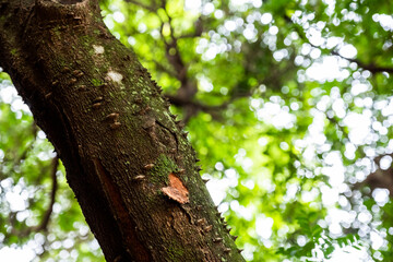 Obraz premium tree in the forest