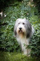 Bearded collie is sitting in bush in city center in Prague.