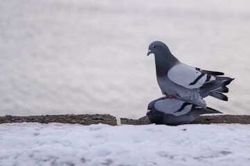 dove on the snow
