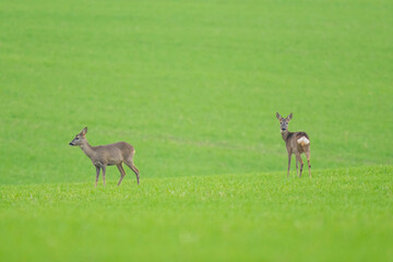 Roe deer female playing with a buck on the field