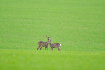 Roe deer female playing with a buck on the field