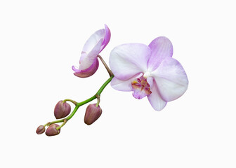 Fototapeta na wymiar A branch of a purple delicate orchid isolate on a white background.