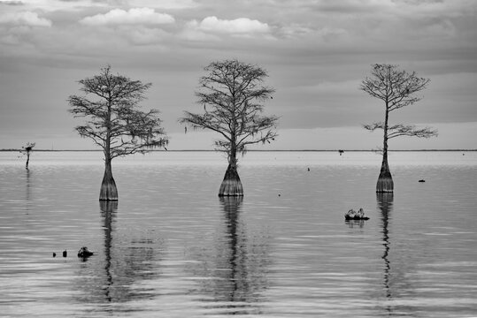 Cypress Trees On Lake Marion Sc