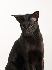 schwarze orientalisch kurzhaar katze als portrait, studiofoto mit weißem hintergrund