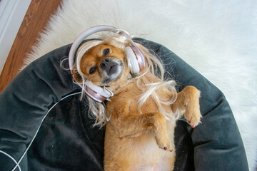 Cute dog laying down with headphones