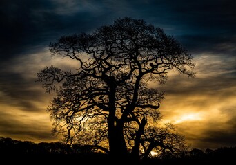 silhouette of a tree