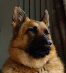 sleppy black and tan German Shepherd Alsatian bitch looking majestic, bust shot
