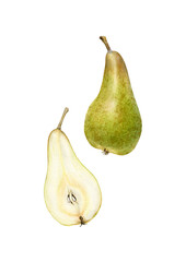 Original botanical illustration of Abate Fetel pear. Watercolor on white background. Two drawn pears: whole pear and slice