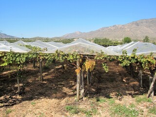grapevines with support and protection