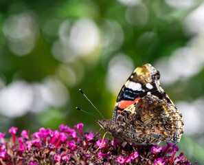 Admiral butterfly collecting nectar at a budleja blossom