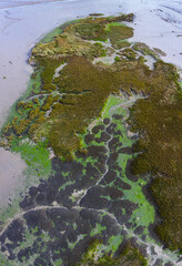 Tidal Marsh, Tidal Wetland (MARISMA), Low Tide, Marismas de Santoña, Victoria y Joyel Natural Park, Cantabria, Spain, Europe
