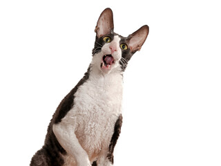 lustige katze öffnet das maul und guckt in die luft, rasse rex katze, studiofoto mit weißem...