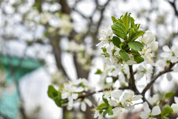 apple blossoms in early spring