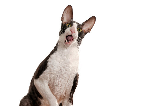 lustige katze öffnet das maul und guckt in die luft, rasse rex katze, studiofoto mit weißem hintergrund