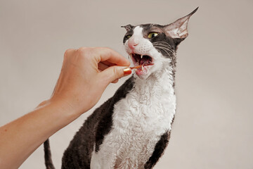 eine hand füttert eine katze mit einem streifen fleisch, die katze beißt gierig in das fleisch, rasse cornisch rex, studiofoto mit weißem hintergrund