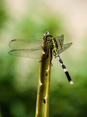 Dragonfly on a leaf