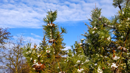 Kołobrzeg.  Roślinność nad brzegiem Bałtyku © lech