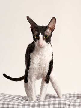 grazile katze steht auf einem kissen und schaut in die kamera, rasse cornisch rex katze, studiofoto mit weißem hintergrund