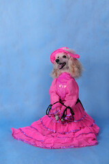 Circus dog poodle in a pink dress and hat on a blue background in the studio