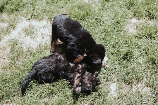 Adorable black dogg playing together on the green grass