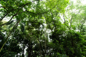 Obraz premium forest in the morning