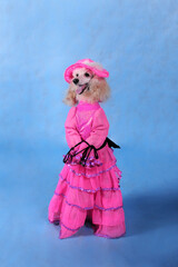 Circus dog poodle in a pink dress and hat on a blue background in the studio