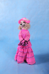 Circus dog poodle in a pink dress and hat on a blue background in the studio