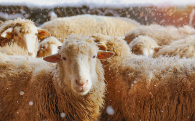 Agricultural sheep farm in Slovakia. Sheep closed under the pergola in winter.