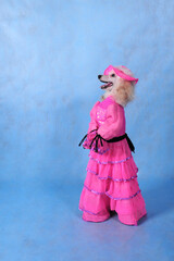 Circus dog poodle in a pink dress and hat on a blue background in the studio