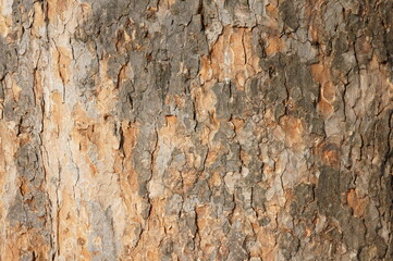 tree bark close up. bark of an old giant tree. tree bark textures, patterns and background