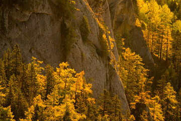 Larch trees on rock formation