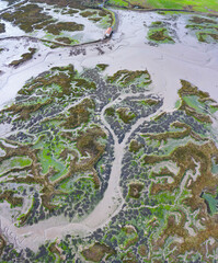 Tidal Marsh, Tidal Wetland (MARISMA), Low Tide, Marismas de Santoña, Victoria y Joyel Natural Park, Cantabria, Spain, Europe