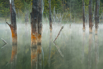 Natural lake with dead trees in the morning