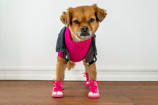 Cute Dog Wearing Pink Sweater And Shoes