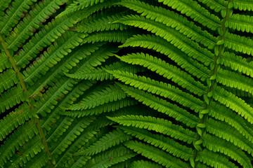 Details of green fern