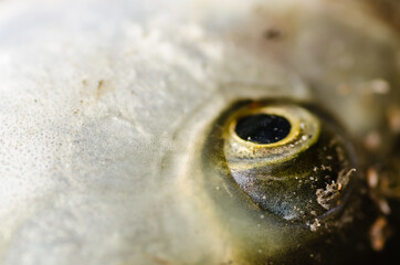 Fish around caught fish in the Danube river 