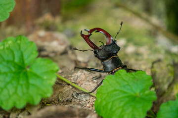 The European stag beetle is one of the best-known species of stag beetle in Western Europe