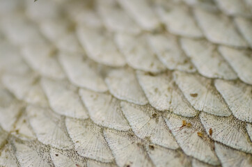 River fish scales caught in the Danube river  © caocao191