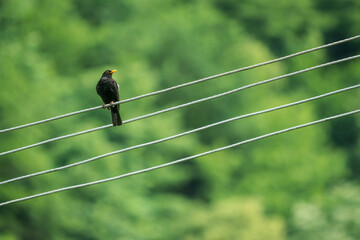 Common blackbird waiting on a electric cable