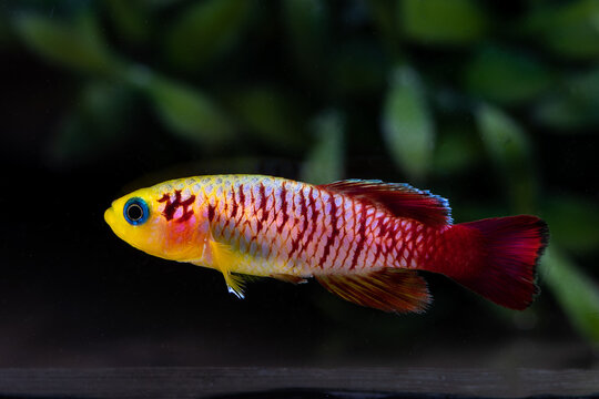 red and yellow fish, Aphyosemion Guenther gold